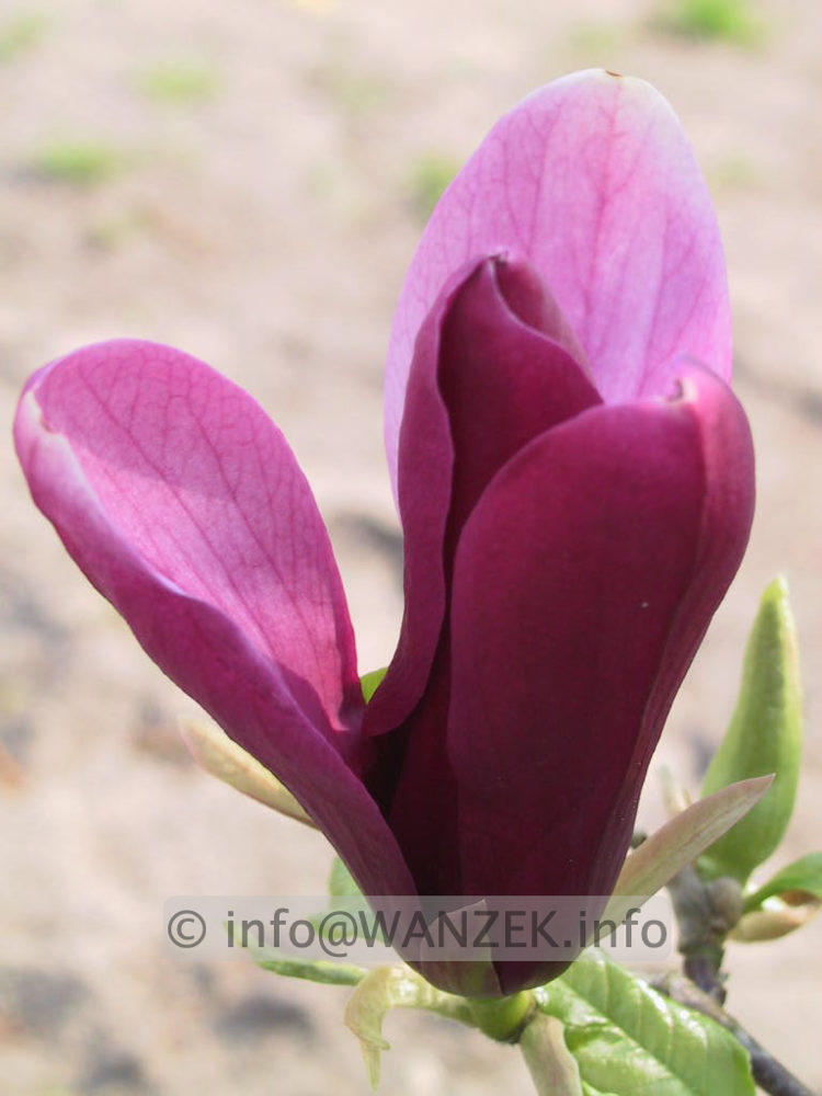 Magnolia liliiflora Nigra 06.jpg